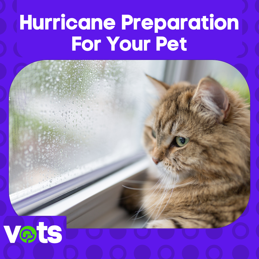 Hurricane Preparation For Your Pet